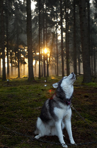 Feature on Mushing Holland sleddog competition