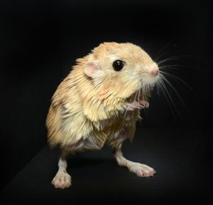 Kangaroo Mouse