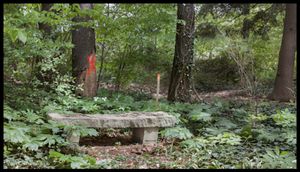 Hancock Woodlands