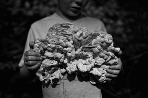 Chicken of the Woods