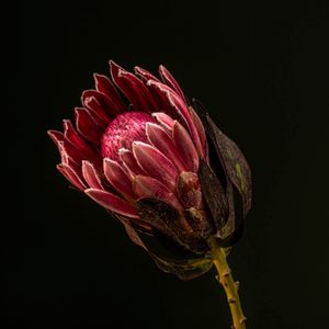 Soli. Protea.