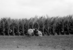 "Coco Plantation Workers" 1993