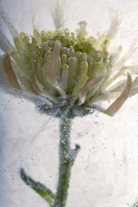 Chrysantheme