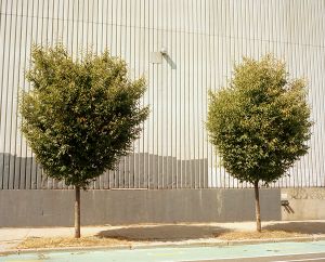 Warehouse with Twin Trees