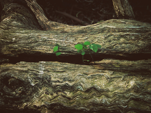 Into the marsh - 17