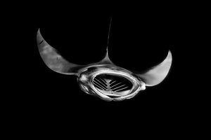 Giant Manta feeding