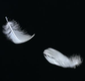 fly away