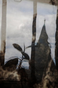Refraction of a church steeple and rubber plant on window pane