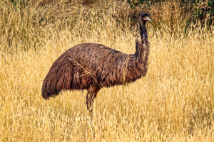 EMU IN THE BUSHES