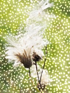 At Midday 1: Thistles in The Light