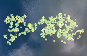 Water plants,