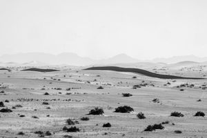 The Wall - Sonoran Desert