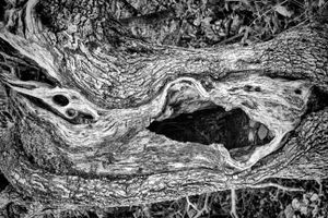 Dry wood, July 2014