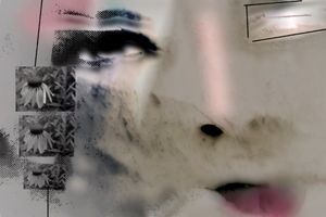 Petals 8