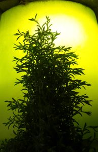 Moon tree