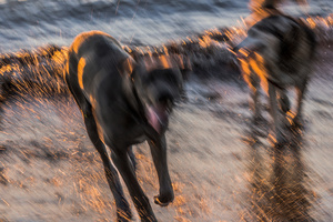 Untitled from the series DOG PARK