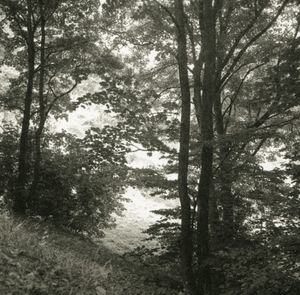 Filtered Trees © Erin Malone