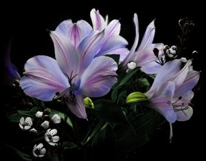 Floral 04