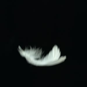 fly away