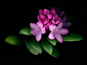 Rhododendron 1