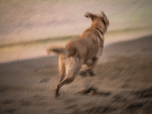 Untitled from the series DOG PARK