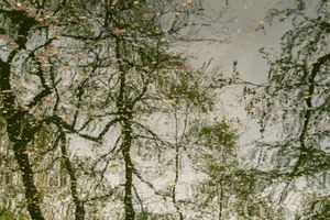 Impression of a magical forest