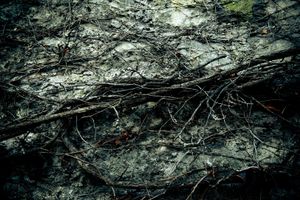 Forest © Davide Weber