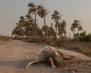 Palm trees of South
