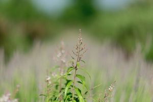 Lavender fields