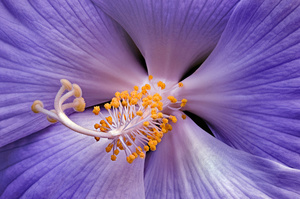 Hibiscus Close-up