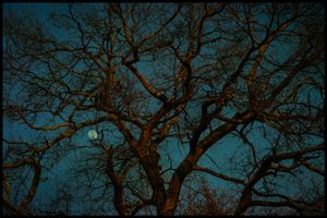 Tree With Moon