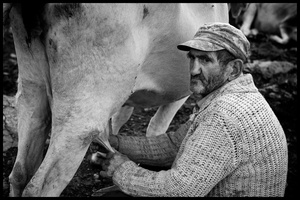 Twice a day Hovik and Armine milk the cows by hand.