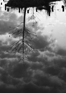 The Pond Project #40