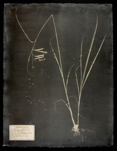 #00109 Carex crinita