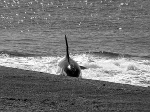 Orcas
