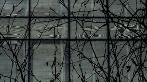 Urban Nature V