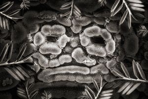 Canadian Yew Stomata