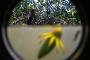 Save Mangrove Forest