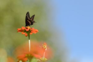 Pollinator Love