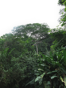 untitled, Old Pali Highway, Oahu 2019-20
