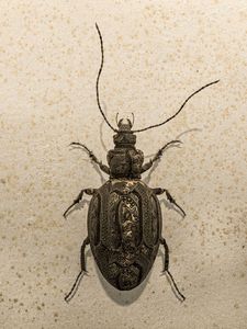 Beetle