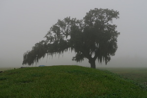Battlefield Oak, St. Bernard Parish, Louisiana