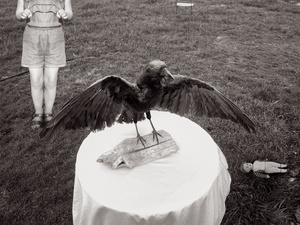 The Crow