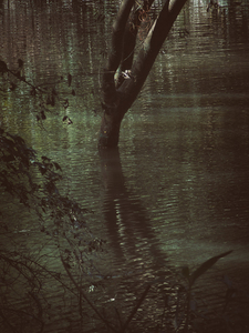Into the marsh - 14