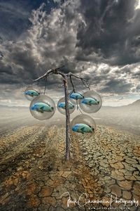 Death Valley Parrot Tree