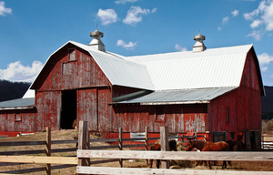 Working Farm-Roxbury, NY