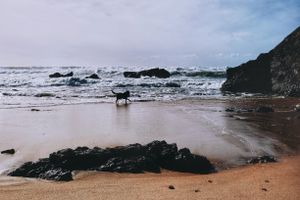 Dog playing in the small waves