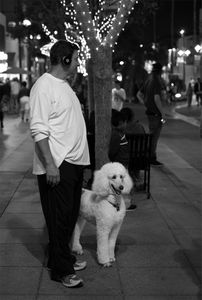 Promenade Poodle