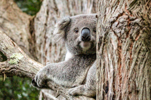 KOALA ON A TREE