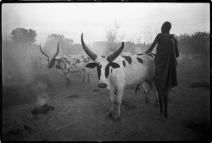Dinka Cattle Camp, Southern Sudan   © Betty Press